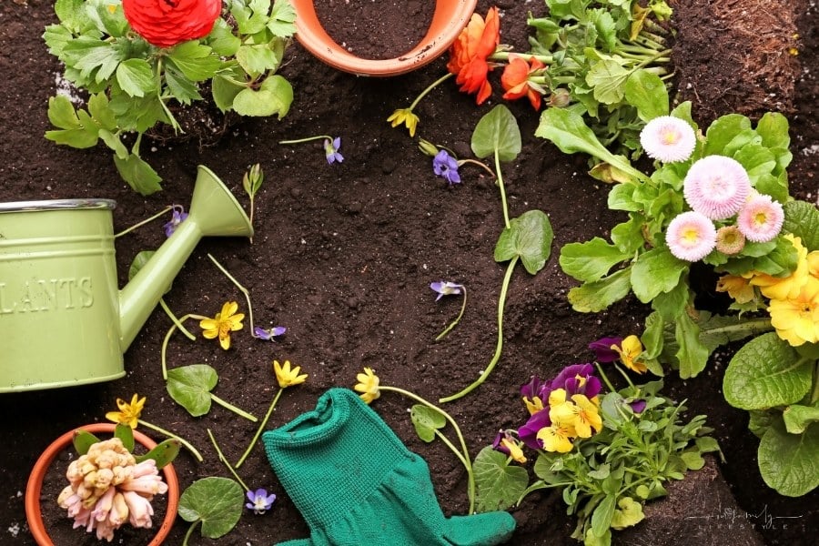 flowers and gardening tools laid out over top soil