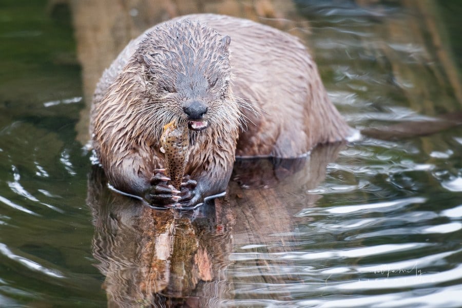 River otter eating a fish