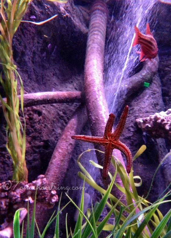 SEA LIFE Aquarium Grapevine SEA LIFE Aquarium Grapevine