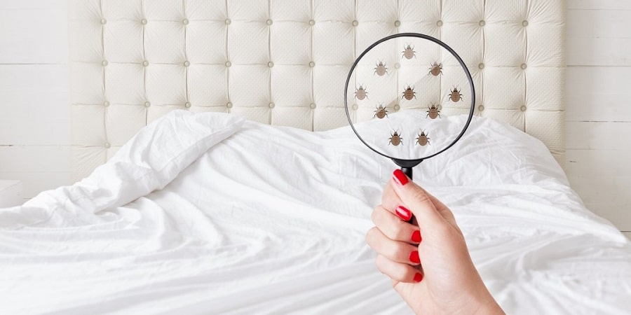 search for bed bugs