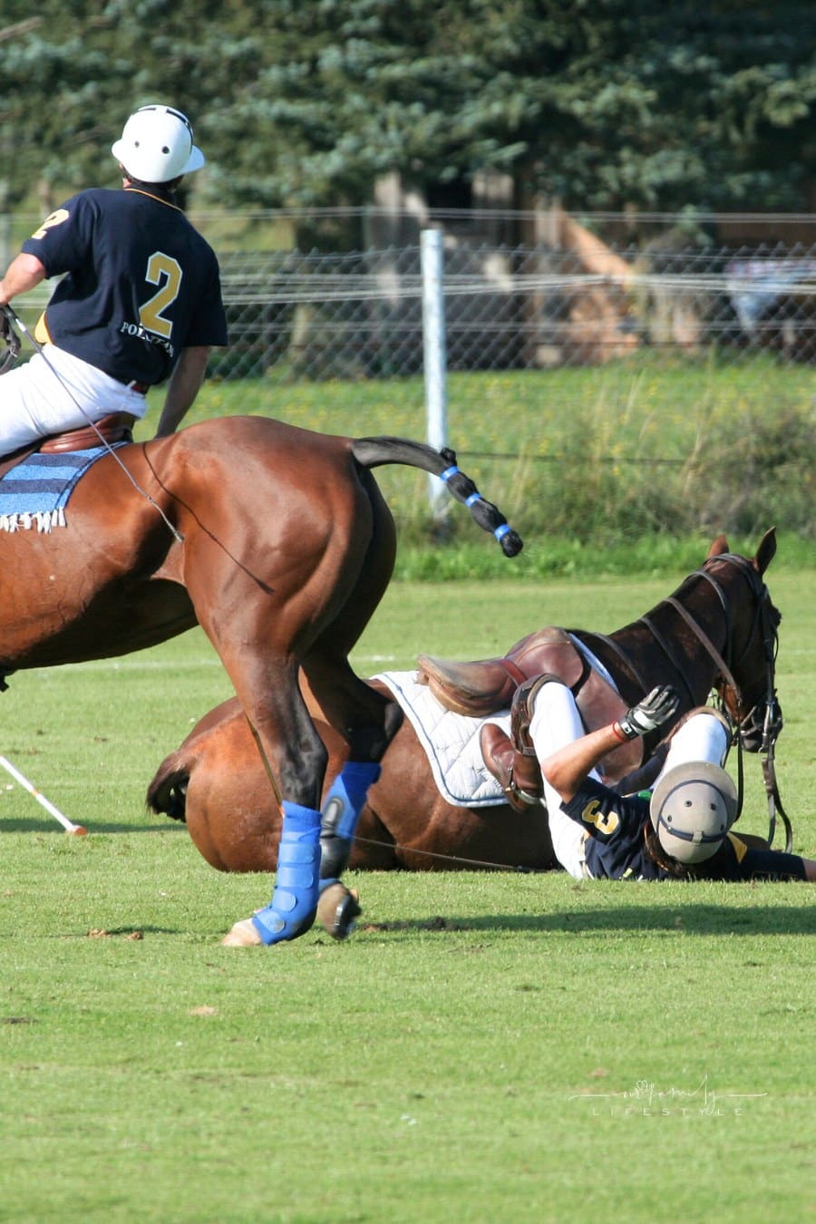 Horse throws rider off during equestrian sport