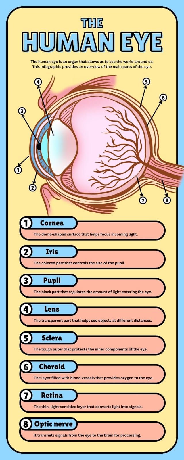 the human eye anatomy infographic