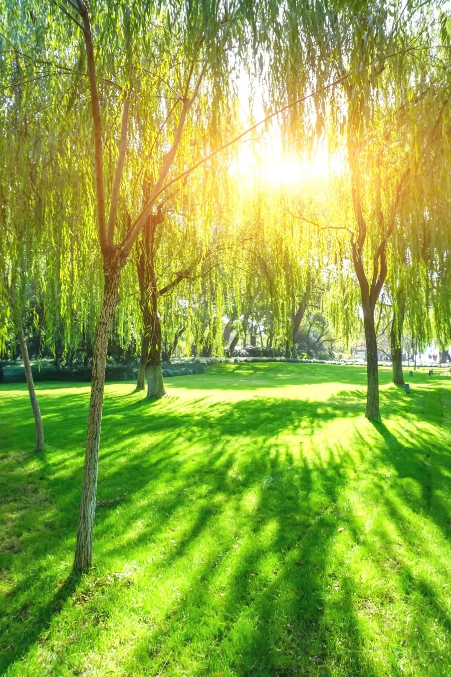 Tips On How To Take Care Of Your Lawn