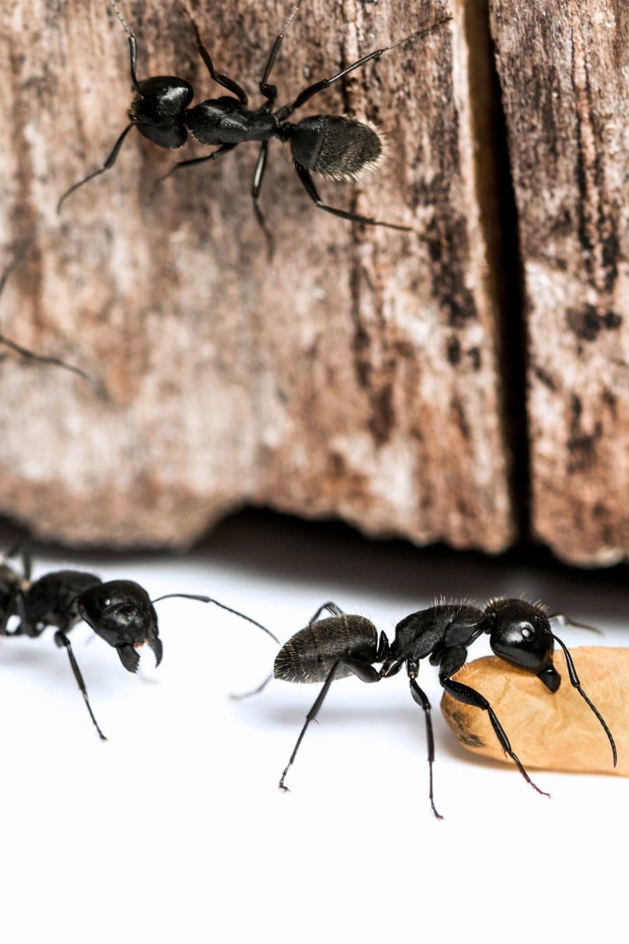 Black Carpenter Ants
