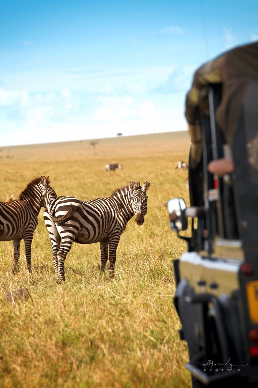 watching zebras from South Africa Safari vehicle