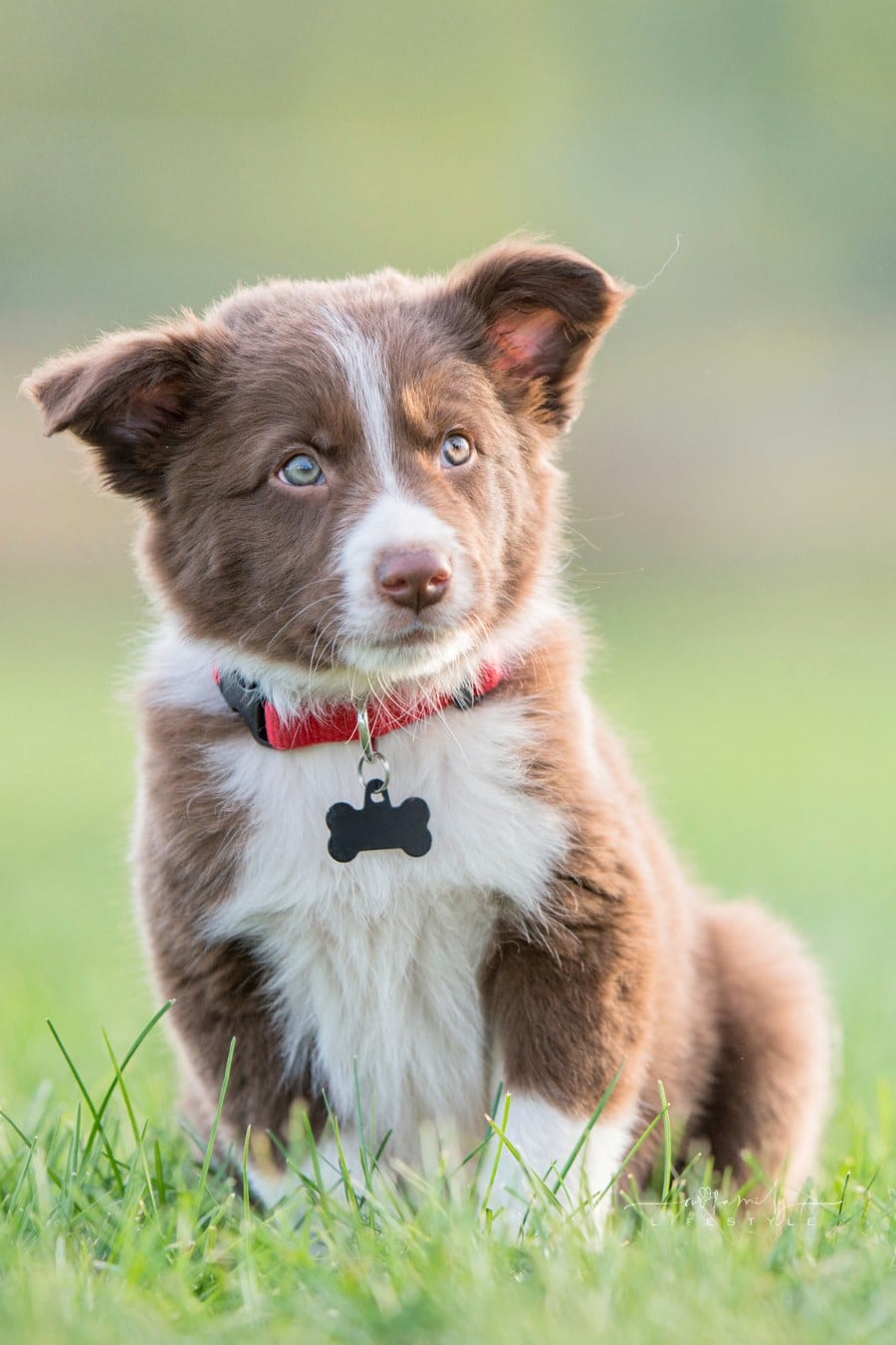 Brown Border Collie Puppy