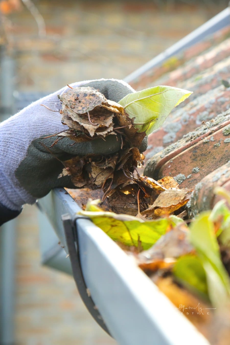 Cleaning the gutter from autumn leaves before winter season. Roof gutter cleaning process.
