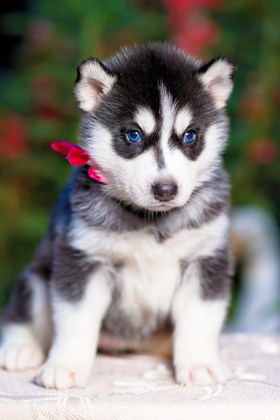 Siberian Husky puppy with blue eyes