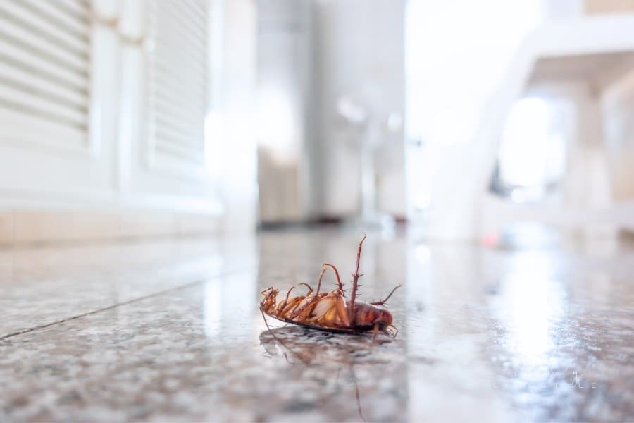 Dead cockroach on floor, pest control concept