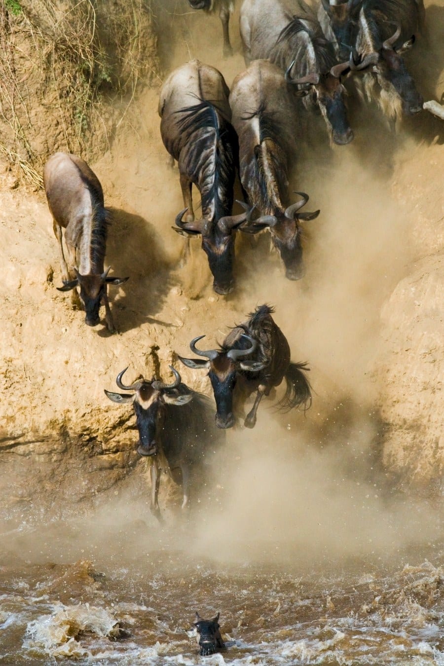 Maasai Mara Africa wildebeest