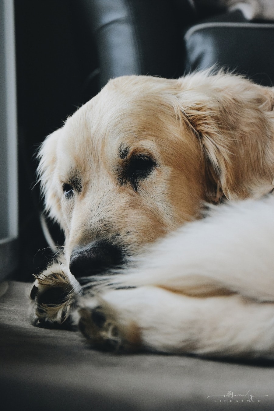 Why Should You Neuter Your Dog And How To Do It Safely