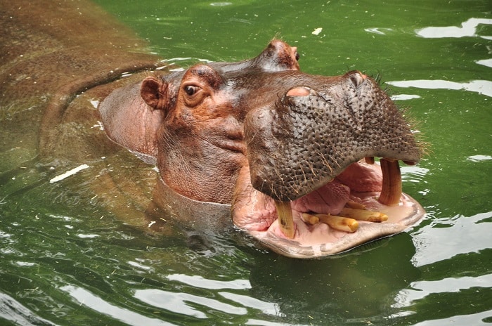Wild Africa Trek hippos