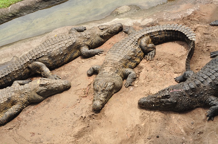 Wild Africa Trek crocodiles sleeping