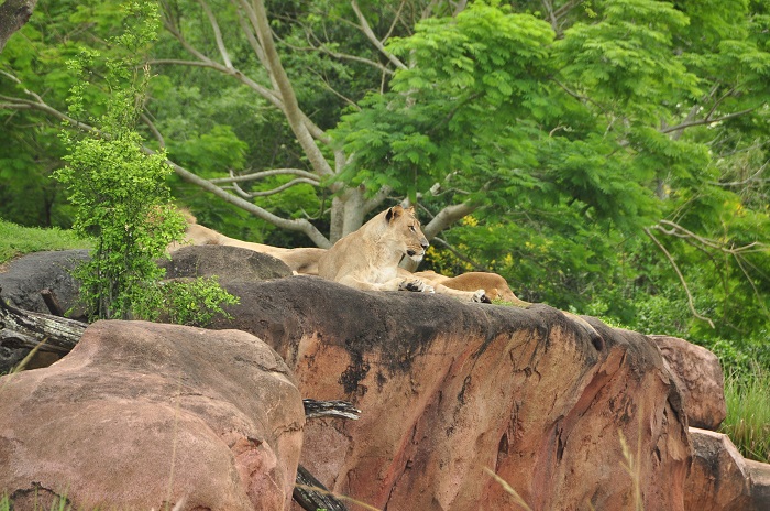 Wild Africa Trek lions