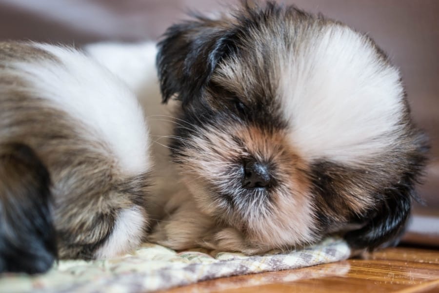 Shih-tzu puppy sleeping on blanet
