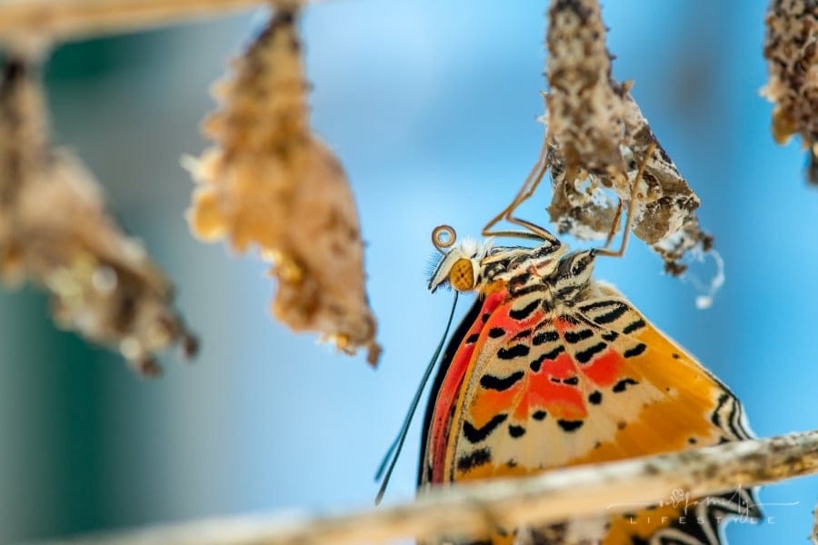 admiral butterfly emerging from its cocoon