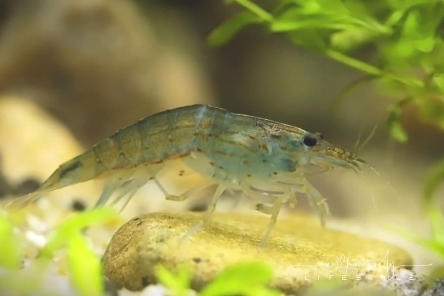 Amano Shrimp