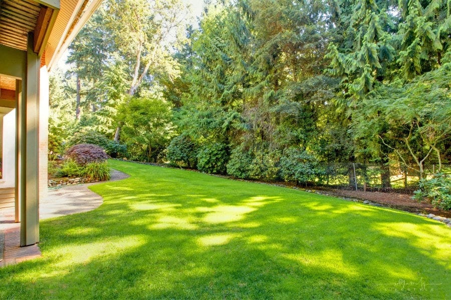 large open back yard with privacy trees
