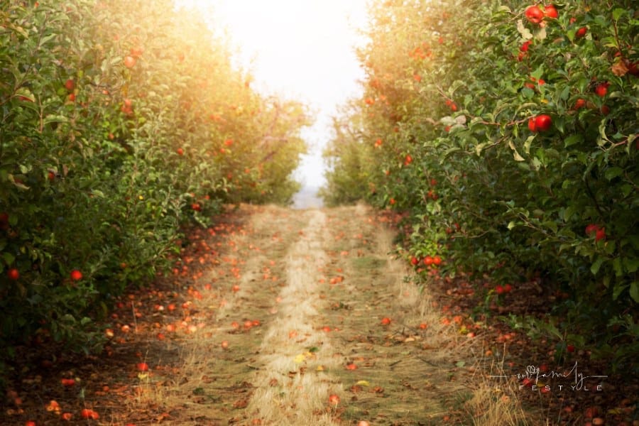 Dirt path through an Apple orchard