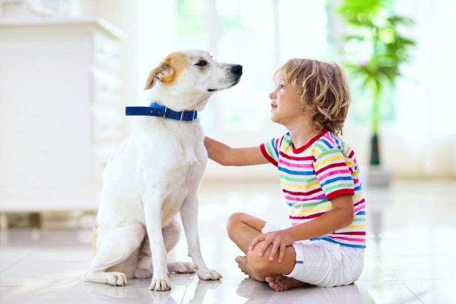 young boy with family pet, retriever