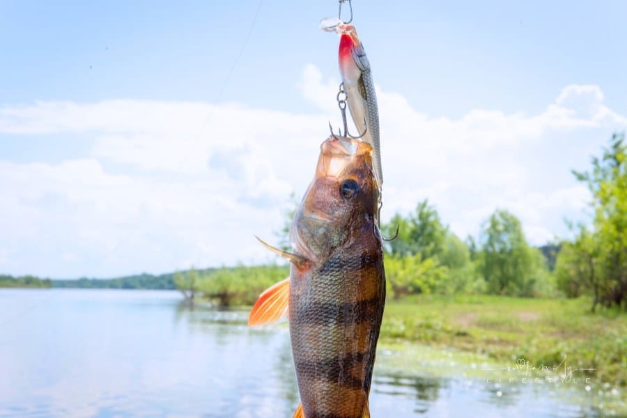 bass caught in a fishing lure
