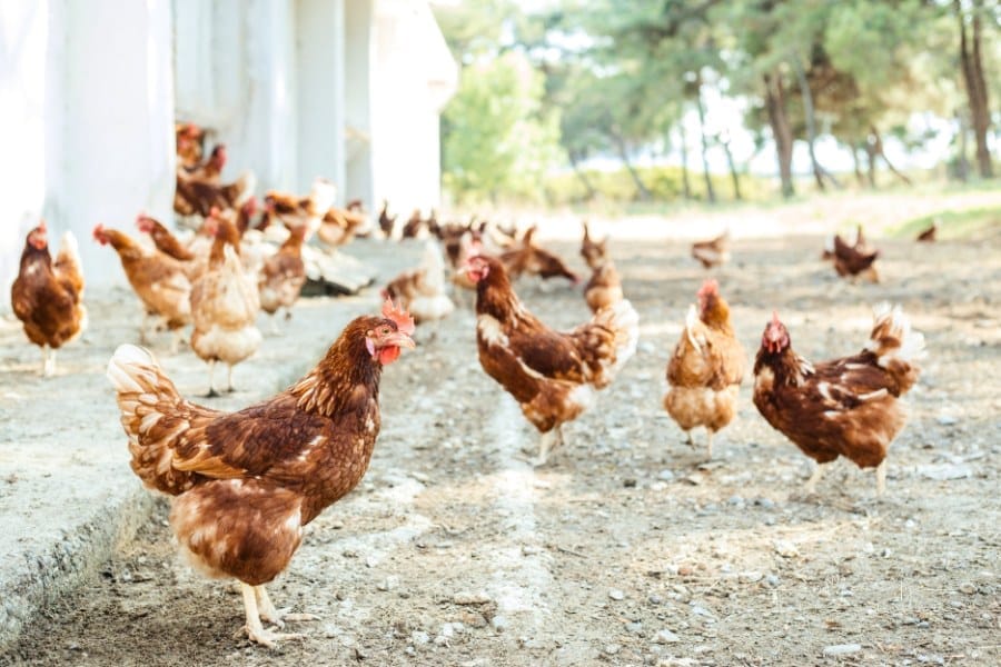 brown chickens gathering around coop