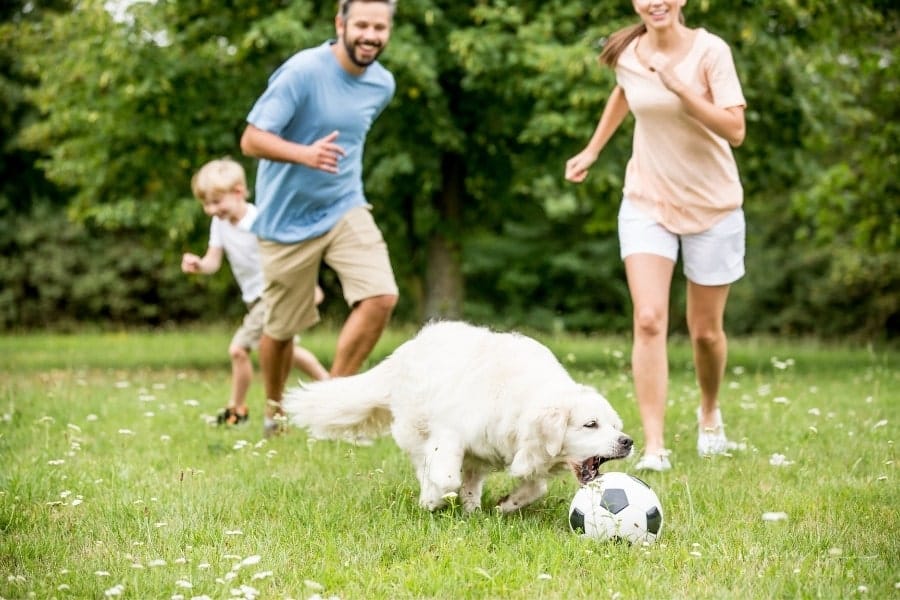 family playing soccer with golden retriever in field
