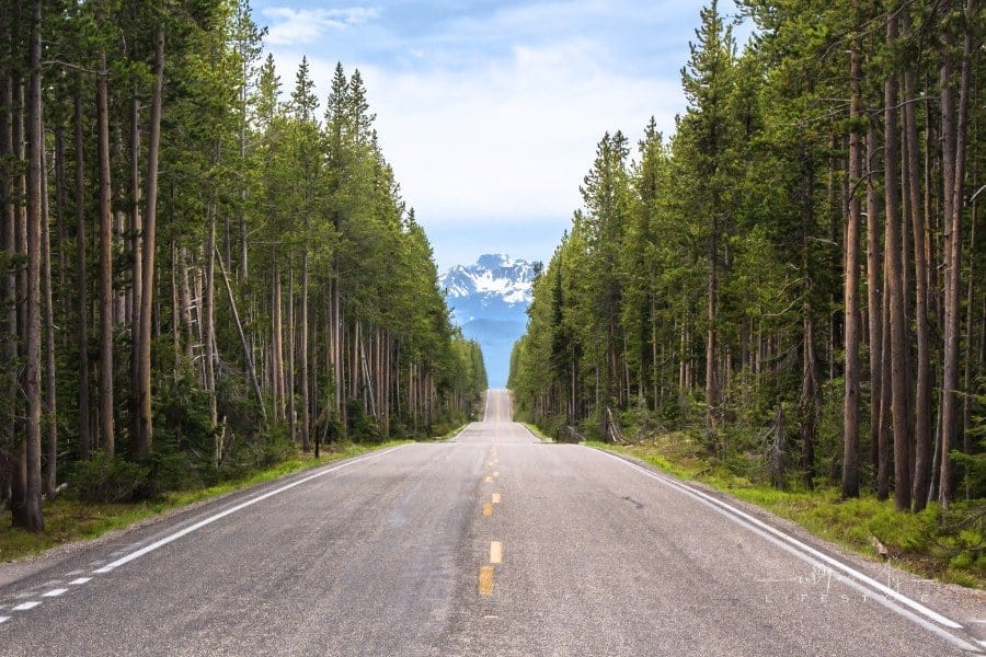 Wooded road in Wyoming