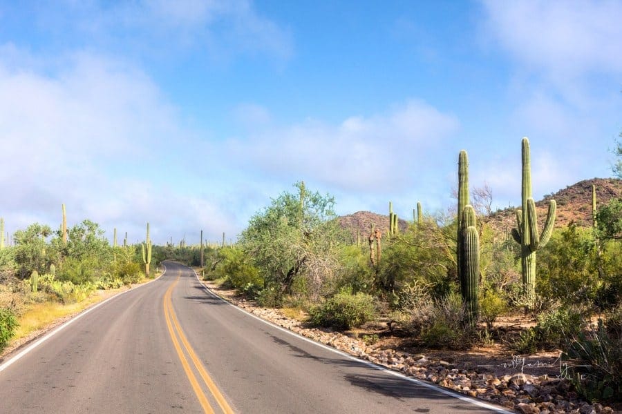 Saguaro National Park