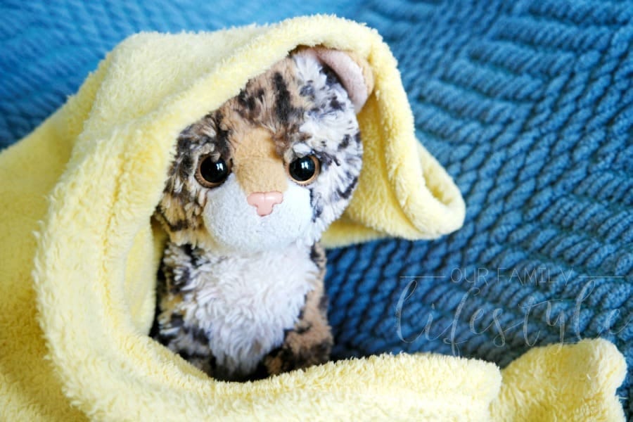 stuffed animal hide and seek