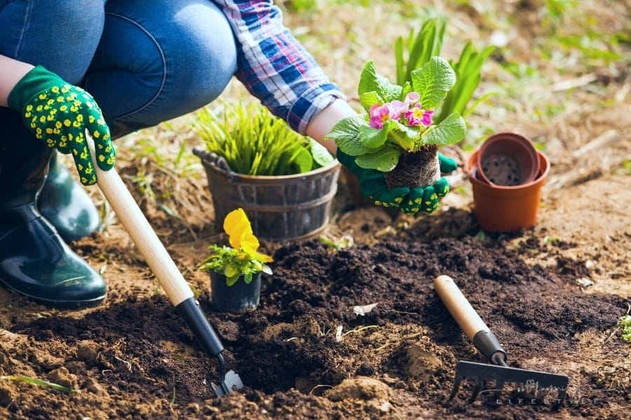woman planting flowers into soil of yard