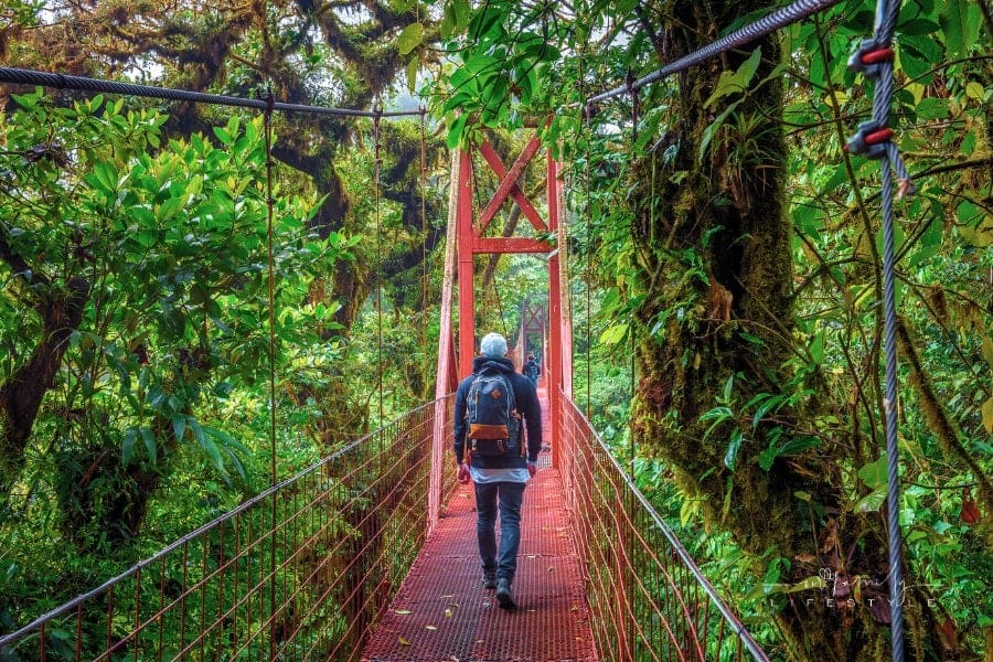 Tourist Walking on Bridge in Monteverde Cloud Forest