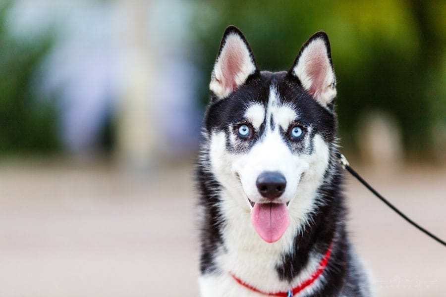 Siberian Husky with blue eyes