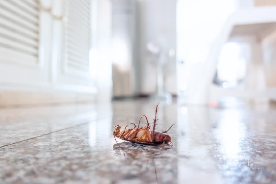 Dead cockroach on floor, pest control concept