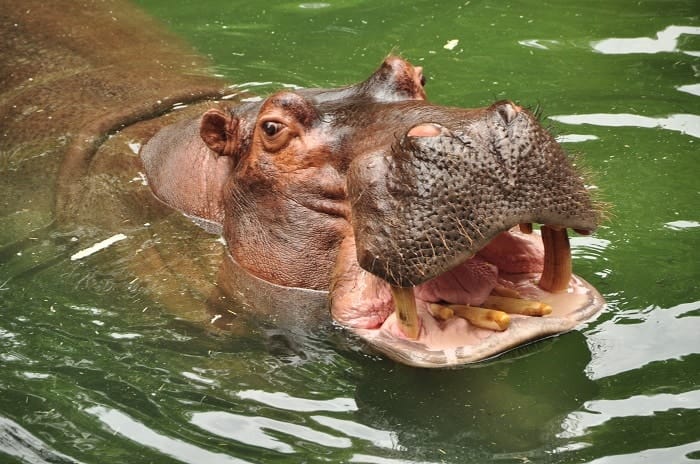 Wild Africa Trek hippos